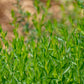 100 TARRAGON -  Kitchen / Common / Dragons Wort - Artemisia Dracunculus Flower Culinary Herb Seeds