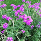 500 Purple HARDY MOSS VERBENA Tenuisecta Fragrant Flower Seeds