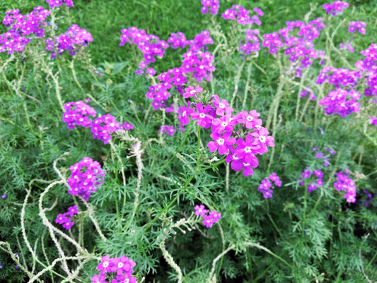 500 Purple HARDY MOSS VERBENA Tenuisecta Fragrant Flower Seeds