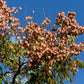 10 CHINESE FLAME TREE Koelreuteria Bipinnata Lantern Rain Yellow Pink Flower Seeds
