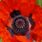 100 BEAUTY Of Livermere ORIENTAL POPPY Papaver Orientale Flower Seeds