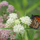 20 WHITE WORLED (Horesetail) MILKWEED Asclepias Verticillata Flower Seeds