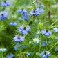 500 LOVE IN A MIST Miss Jekyll Blue ( Fennel Flower ) Nigella Damascena Flower Seeds