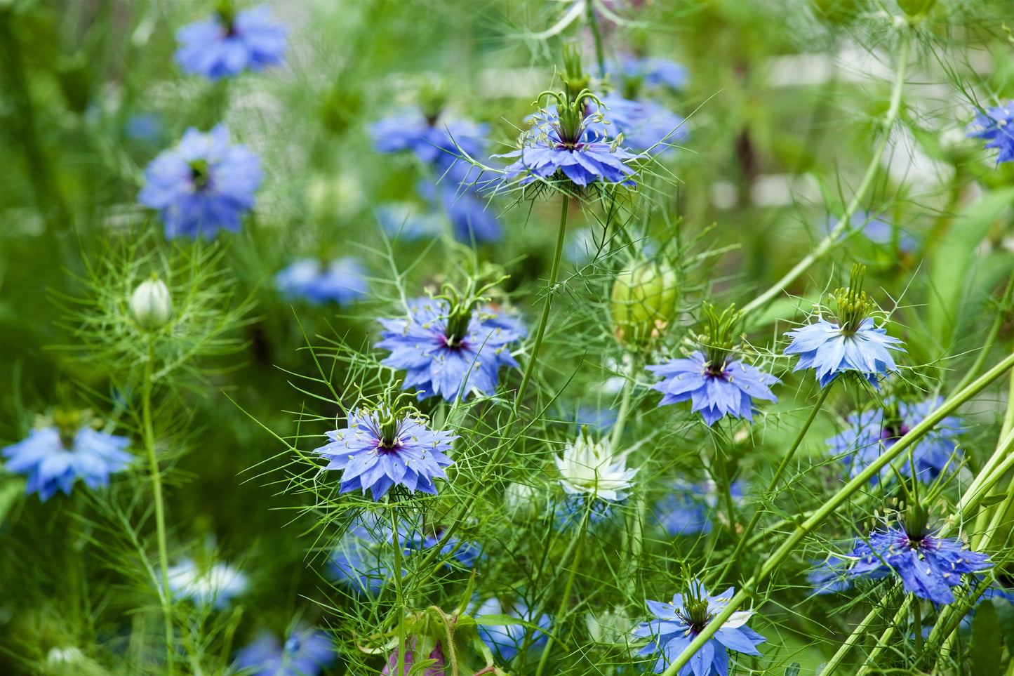 500 LOVE IN A MIST Miss Jekyll Blue ( Fennel Flower ) Nigella Damascena Flower Seeds