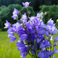 500 TELHAM BEAUTY BELLFLOWER Blue Peach Leaved Campanula Persicifolia Flower Seeds