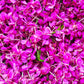 300 FIREWEED / ROSEBAY (Great Willowherb) Epilobium Angustifolium Flower Seeds
