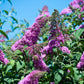 50 VIOLET BUTTERFLY BUSH Buddleja Davidii Purple Flower Seeds