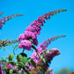 50 VIOLET BUTTERFLY BUSH Buddleja Davidii Purple Flower Seeds