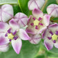 10 GIANT MILKWEED Sodom Apple Calotropis Procera Crown Flower Shrub Seeds