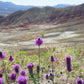 700 PURPLE PRAIRIE CLOVER Dalea Purpurea Flower Seeds