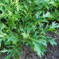 1000 GREEN MIZUNA MUSTARD Japanese Greens Brassica Juncea Herb Vegetable Seeds
