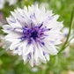 750 White BACHELOR'S BUTTON / CORNFLOWER Centaurea Cyanus Flower Seeds