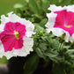 50 PICOTEE MIX PETUNIA Multiflora Mixed Colors Bicolor White Blue Purple Pink Red Flower Seeds