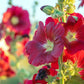 25 DARK RED HOLLYHOCK Alcea Rosea Flower Seeds Perennial