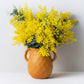 10 PURPLE ACACIA Baileyana Purpurea Fernleaf Mimosa Cootamundra Wattle Tree Yellow Flower Seeds