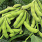 20 Edamame BE SWEET SOYBEAN Glycine Max Soy Bean Green / Yellow Vegetable Seeds
