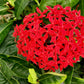 10 GAY BUTTERFLIES MILKWEED Red Yellow Orange Mix Asclepias Tuberosa Butterfly Weed Flower Seeds
