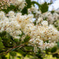 100 White OCEANSPRAY Shrub Creambush Mountain Spray Holodiscus Flower Seeds