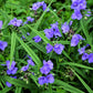 100 Purple OHIO SPIDERWORT (Widows Tears / Bluejacket) Tradescantia Ohiensis Flower Seeds