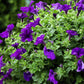 100 DWARF Alderman BLUE PETUNIA Nana Compacta Purple Flower Seeds