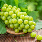 50 GREEN (Dessert / Table) GRAPE Vitis Vinifera Fruit Vine Seeds