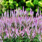 50 Mixed Colors VERONICA SIGHTSEEING MIXTURE (Spike Speedwell) Veronica Spicata Flower Seeds