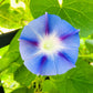 75 Blue STAR MORNING GLORY Ipomoea Tricolor Flower Vine Seeds