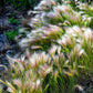40 SQUIRREL TAIL Barley GRASS (Foxtail Barley) Hordeum Jubatum Ornamental Seeds