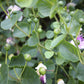 20 CAPER BUSH Edible Capers Flinders Rose Flower Capparis Spinosa Shrub Seeds
