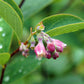 25 COMMON SNOWBERRY - WHITE Berries Pink Flowers Symphoricarpos Alba Shrub Seeds