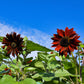 25 Red VELVET QUEEN SUNFLOWER Helianthus Annuus Flower Seeds