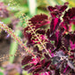20 BLACK DRAGON COLEUS Solenostemon Scutellarioides Painted Nettle Maroon & Black Shade Flower Seeds