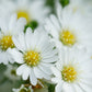 100 WHITE HEATH ASTER Prairie Ericoides Flower Seeds