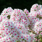 10 TALL GARDEN PHLOX Paniculata Mixed Colors 'New Hybrids Mix' Flower Seeds