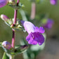 250 LARGE FLOWERED BEARDTONGUE Penstemon Grandiflorus Native Pink Purple Flower Seeds