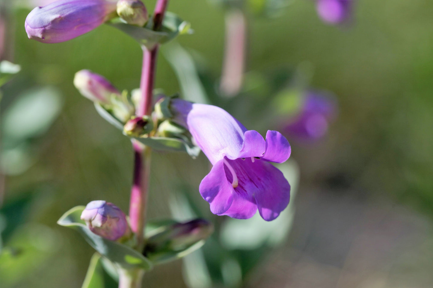 250 LARGE FLOWERED BEARDTONGUE Penstemon Grandiflorus Native Pink Purple Flower Seeds
