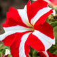 100 STAR MIX PETUNIA Mixed Colors Petunia Violacea Flower Seeds Red Blue Purple