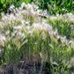 40 SQUIRREL TAIL Barley GRASS (Foxtail Barley) Hordeum Jubatum Ornamental Seeds