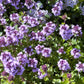 1000 LEMON THYME Thymus Pulegioides Herb Purple Flower Fragrant Evergreen Seeds