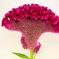 100 CORAL GARDENS Mix CELOSIA Cockscomb Celosia Argentea Cristata Flower Seeds