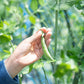 50 SUGAR ANN PEA Stringless Sweet Green Snap Pisum Sativum Vegetable Seeds
