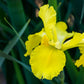 20 MIXED SIBERIAN IRIS Sibirica Iris Bicolor Blue Red White Yellow Purple Siberian Flag Flower Seeds