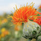 300 SAFFLOWER Saffron Carthamus Tinctorius Yellow Orange Flower Seeds