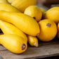 50 Early PROLIFIC STRAIGHTNECK SQUASH Yellow Summer Bush Heirloom Seeds