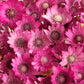 300 IMMORTELLE IMMORTAL MIX Xeranthemum Paper Daisy Everlasting Flower Seeds