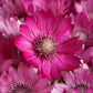 300 IMMORTELLE IMMORTAL MIX Xeranthemum Paper Daisy Everlasting Flower Seeds