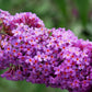 100 MIXED Colors BUTTERFLY BUSH Buddleja Davidii Flower Shrub Seeds