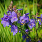 100 BLUE PEARL POLEMONIUM ( Jacobs Ladder ) Polemonium Caeruleum Flower Seeds