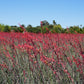 25 RED YUCCA Hesperaloe Parviflora aka Hummingbird, Coral, & Texas Yucca Flower Seeds