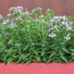 2000 SWEET MARJORAM Origanum Majorana Herb Flower Seeds